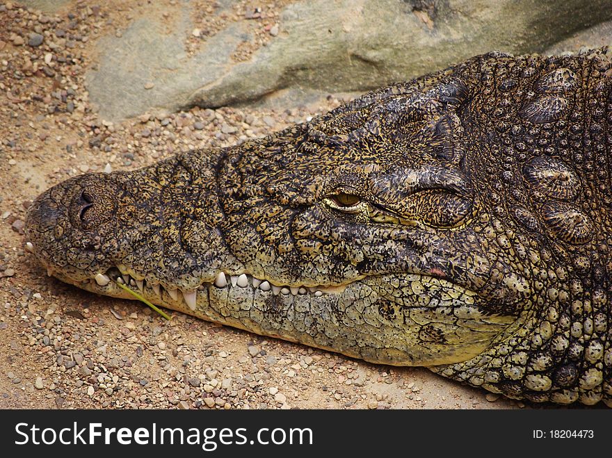 Portrait of a nile crocodile. Portrait of a nile crocodile