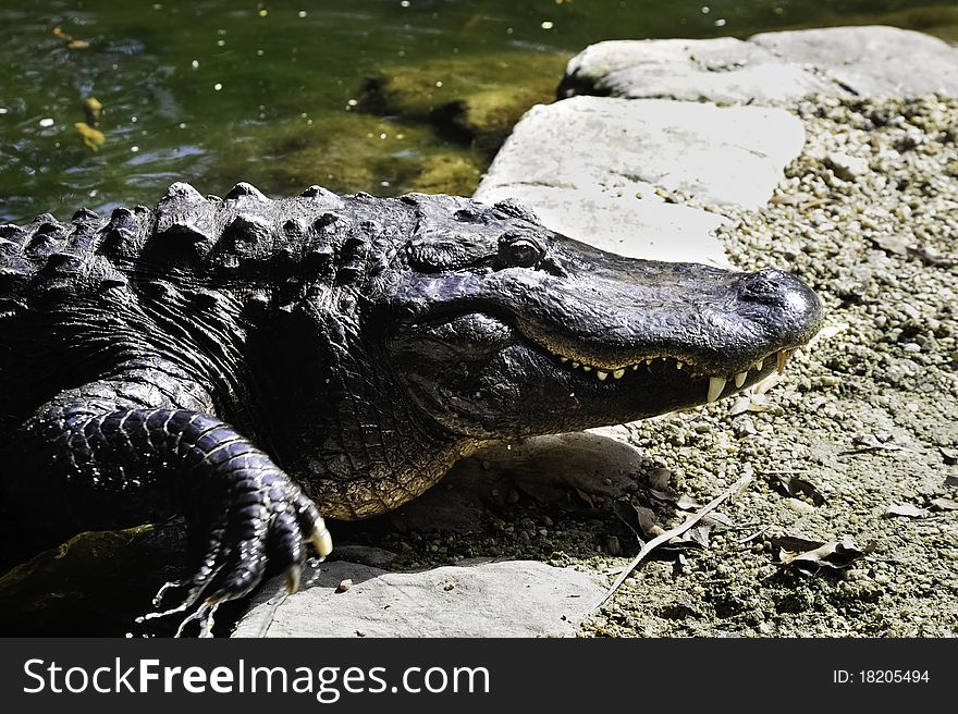 A american alligator climbing out of the water