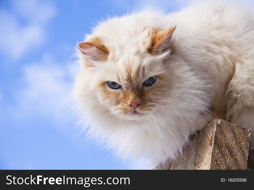 Portrait of white cat, close-up. Portrait of white cat, close-up