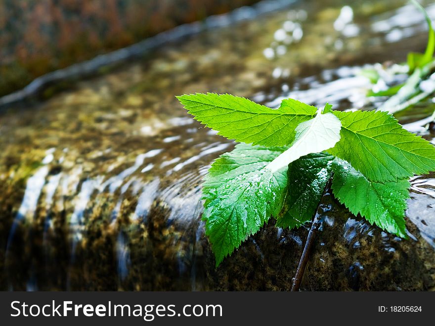 Wet leaves in the creek