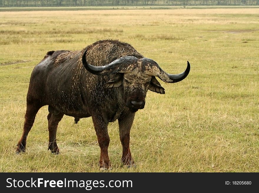 An angry buffalo in the bush. An angry buffalo in the bush.