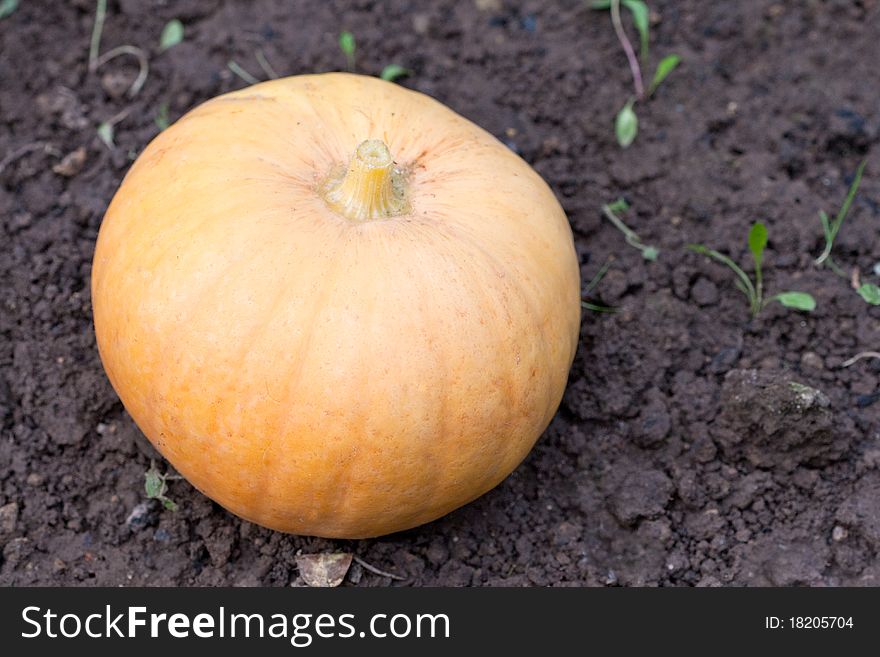 Yellow big pumpkin on a brown ground in autumn