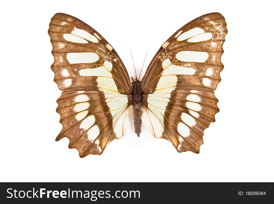 Black and green butterfly Siproeta stelenes isolated on white background