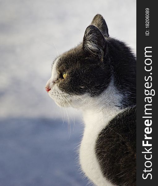 Profile of a staring cat, light blurred background