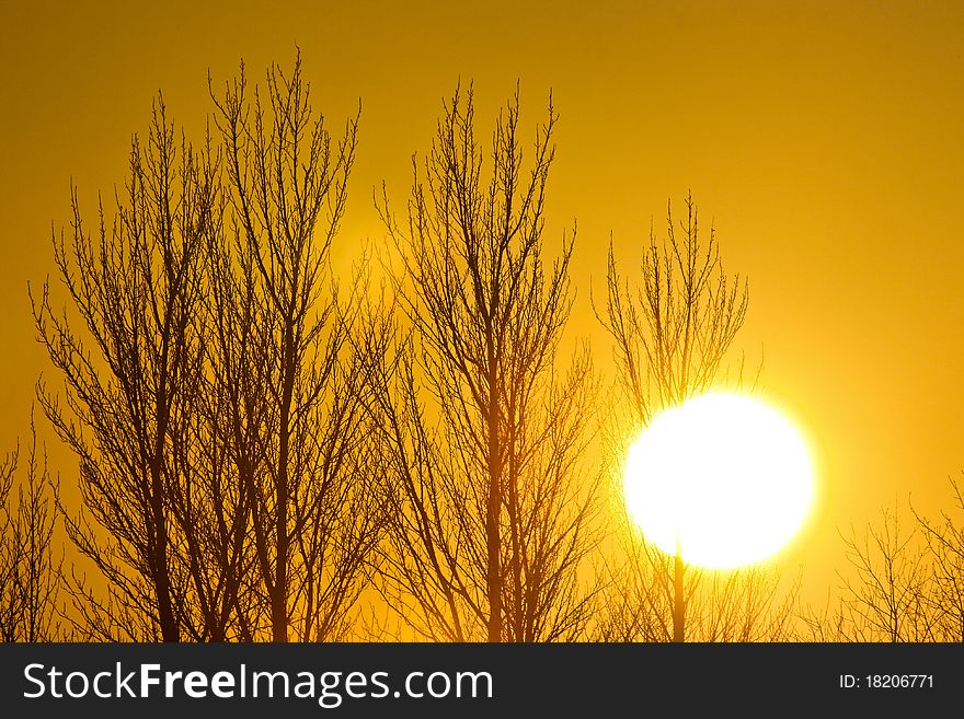 The bright Sun shining through the tress. The bright Sun shining through the tress