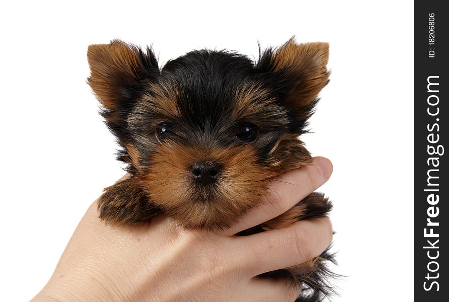 Puppy of the Yorkshire Terrier held in hands isolated on white