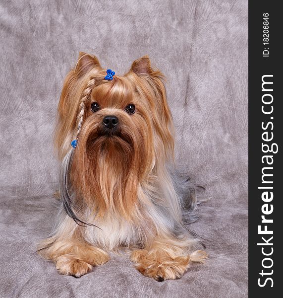 Beatiful Yorkshire Terrier on the textile background