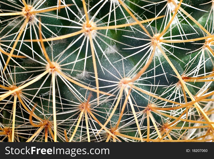 Closeup of green cactus spines