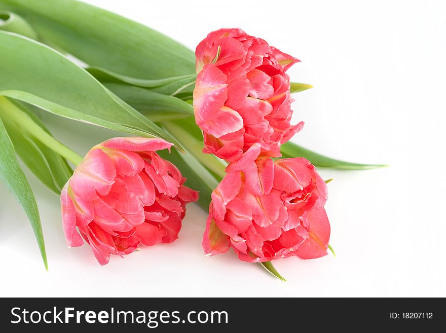 Bouquet of pink tulips on a white background