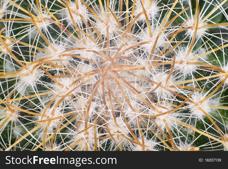 Closeup of green cactus spines