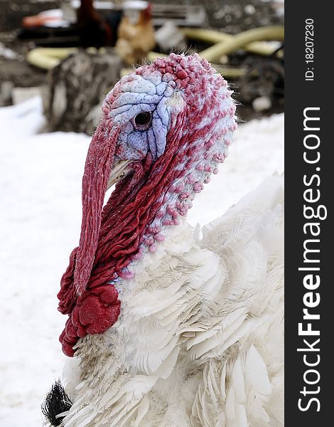 The colorful head and beak of a turkey on a farm. The colorful head and beak of a turkey on a farm