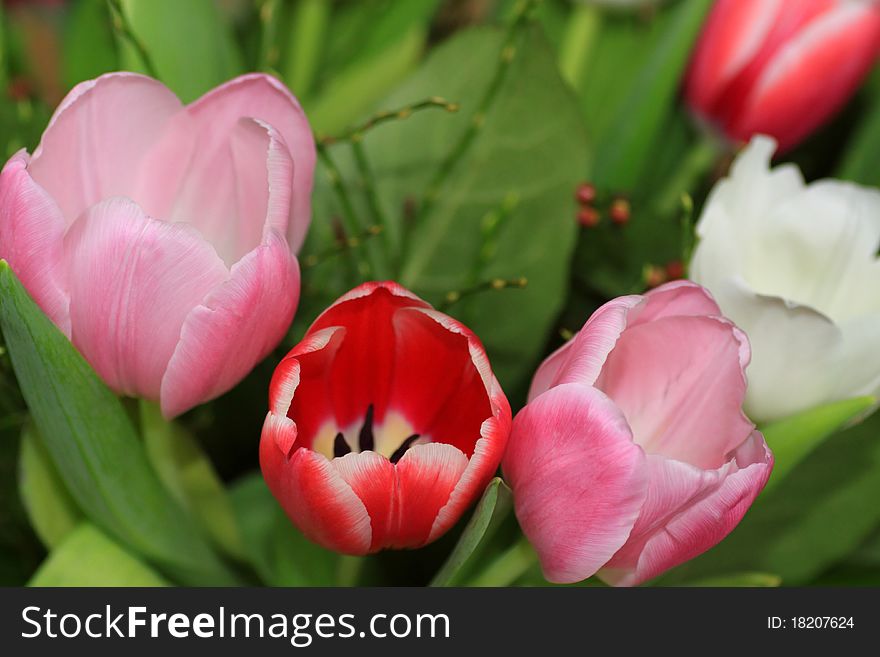 Lively spring bouquet coloured tulips