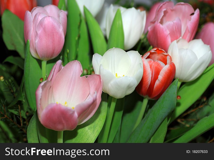 Lively spring bouquet coloured tulips