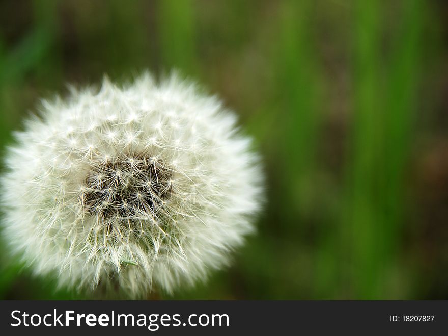 A white dandelion ready for the wind