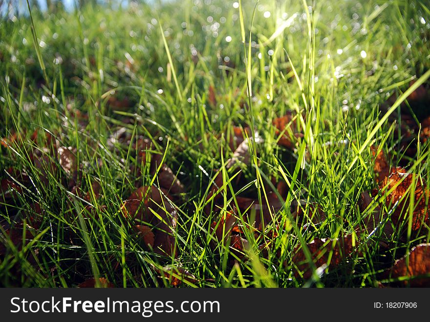 Leafy green grass bathed in morning sunlight. Leafy green grass bathed in morning sunlight