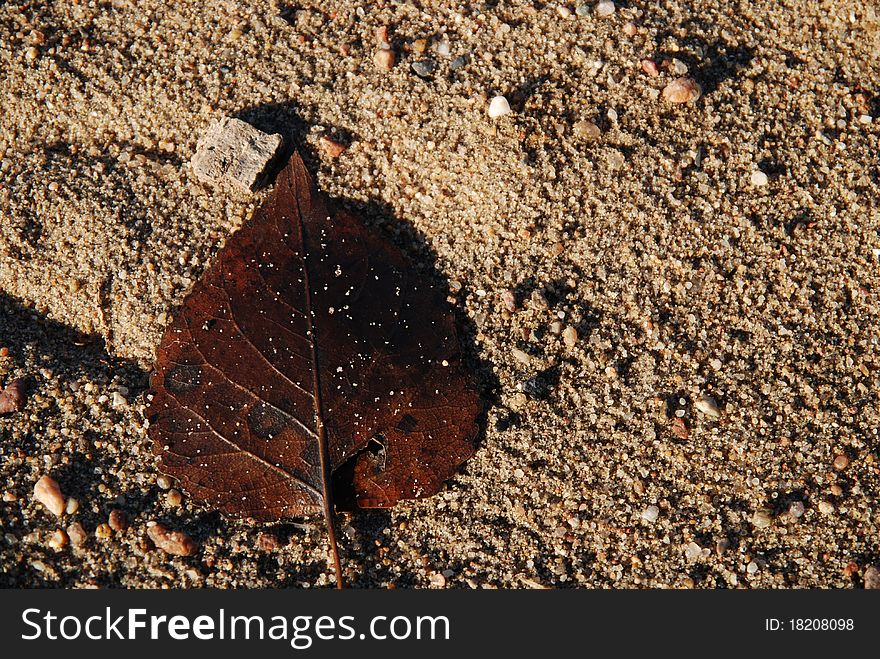 A brown autumn leaf resting on a brown sandy beach. A brown autumn leaf resting on a brown sandy beach.