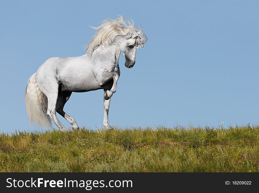White andalusian stallion going piaffe on a grass. White andalusian stallion going piaffe on a grass