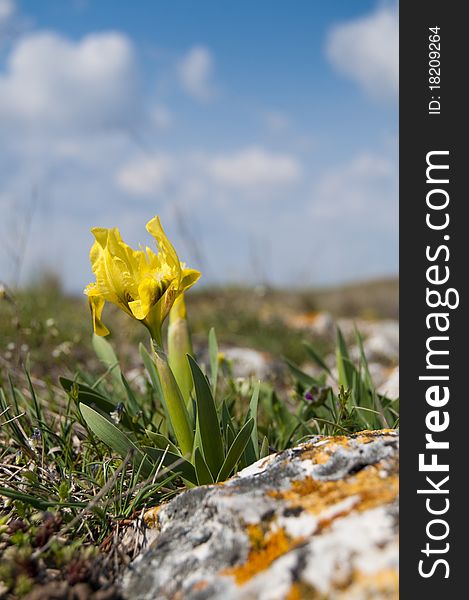 Dwarf Irises in Spring on field