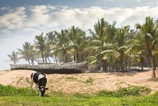 Tropical Cow Grazing Near The Beach Stock Photography