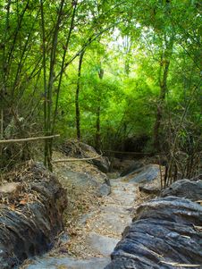 Into The Forest Royalty Free Stock Photos Into The Forest Royalty Free Stock Photos