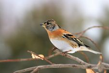 Chaffinch J�kavec Stock Images