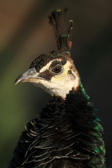 Peacock Crown (Pavo Cristatus) Stock Images
