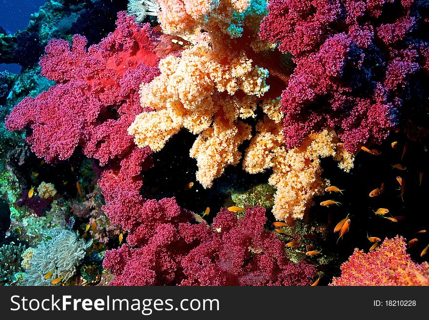 Reef Of Red Sea