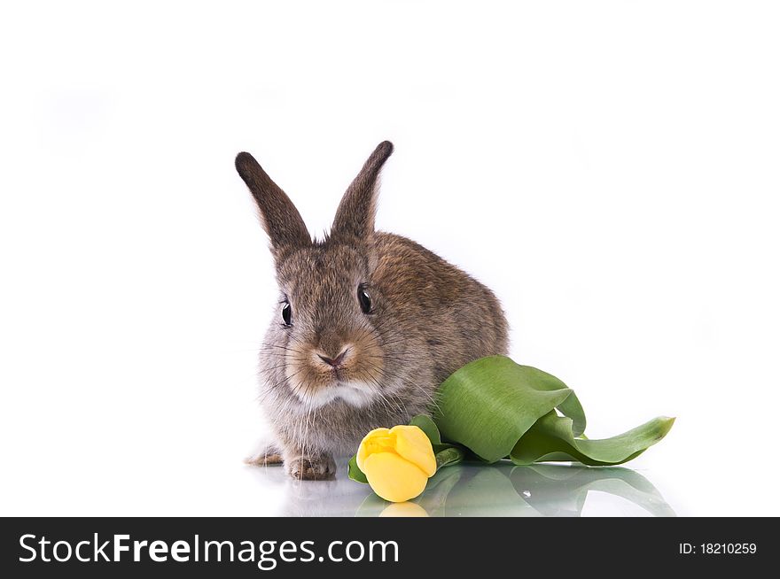 Little Rabbit And Flowers