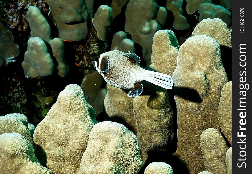 Tetrodon Fishf Of Red Sea