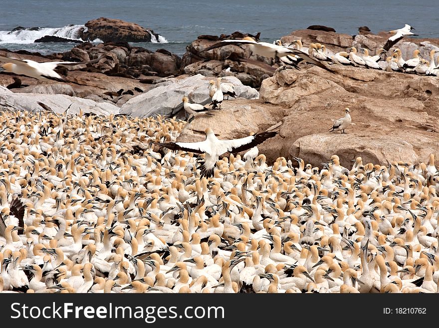 Colony of cape gannets at Lamberts Bay bird island, South Africa. Colony of cape gannets at Lamberts Bay bird island, South Africa