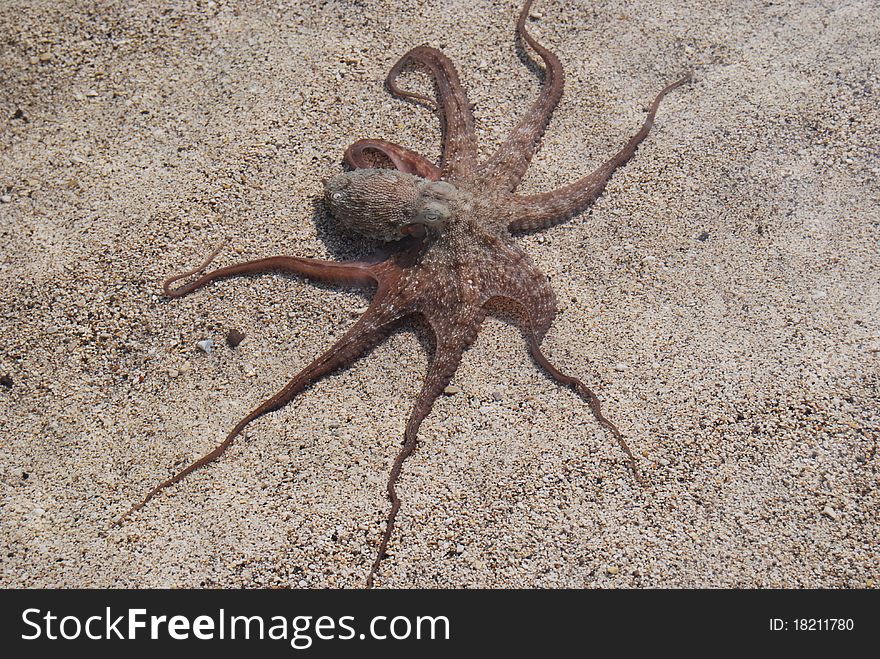 An octopus on the beach in Greece