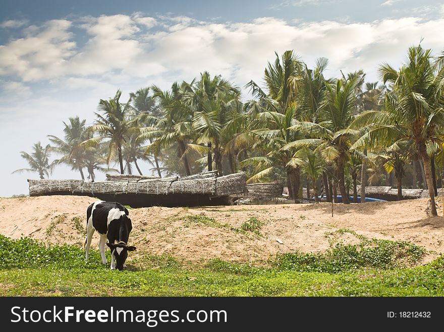 Tropical cow grazing near the beach with fishing boats in the background in Kerala India