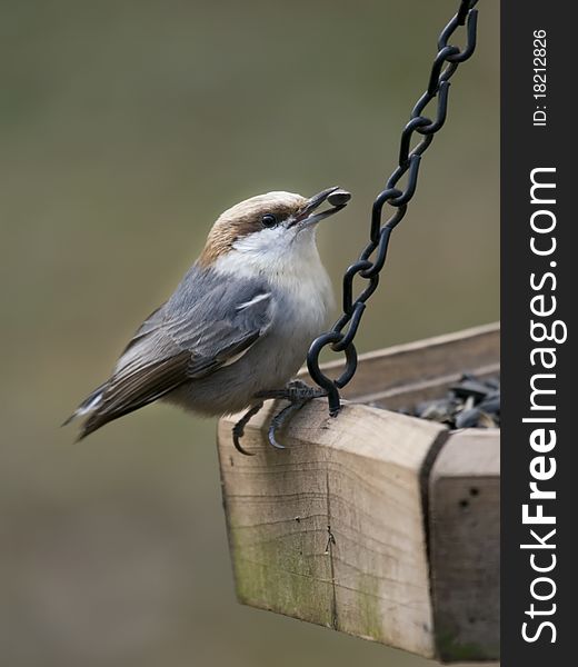 Nuthatch eating at feeder