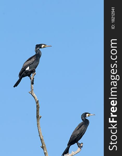 Great Cormorants on a branch