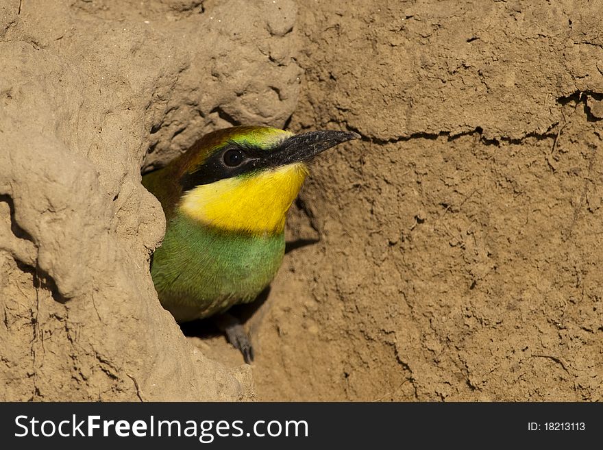 Young Bee Eater in Nest