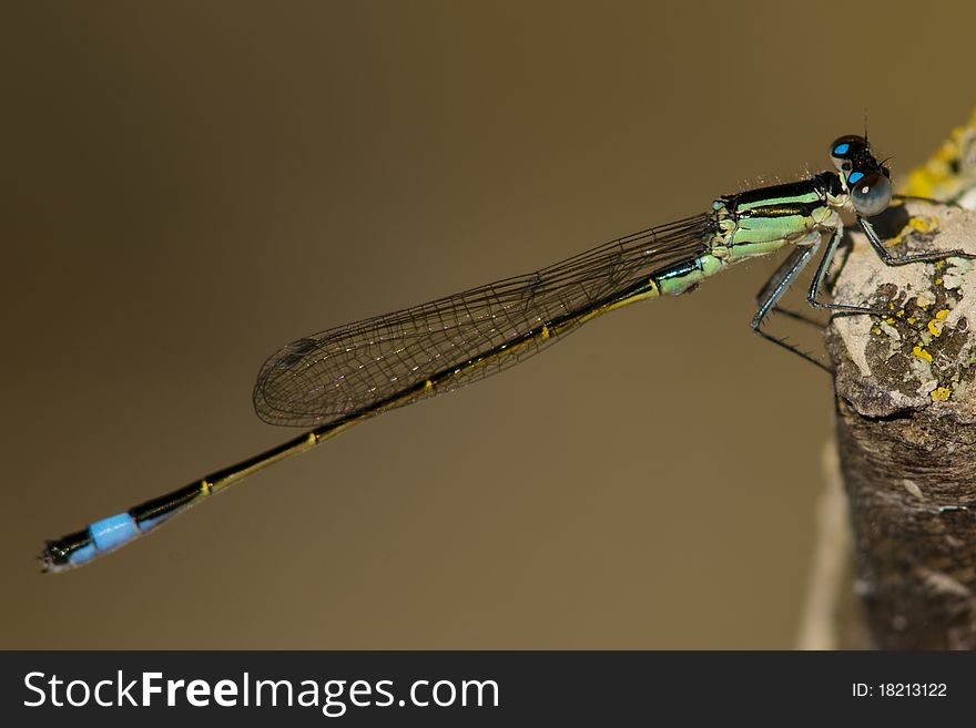 Blue Tailed Damselfly on a tree