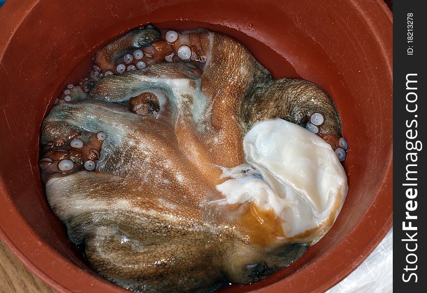 In a red bucket after taken from the sea Cuttlefish