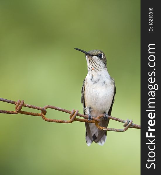 Small hummingbird sitting on rusty chain. Small hummingbird sitting on rusty chain