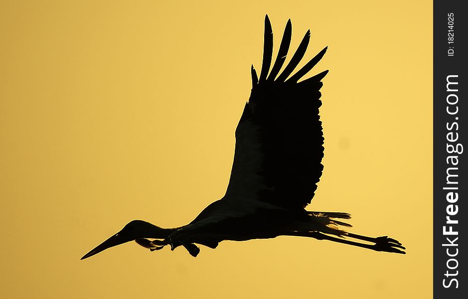 A stork flying through to south