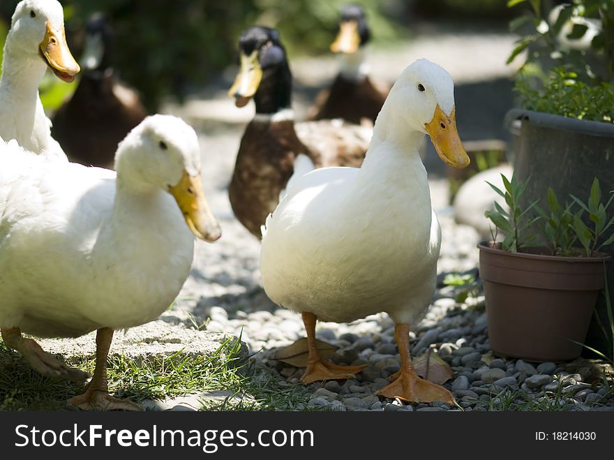 White and black ducks are strolling in the garden