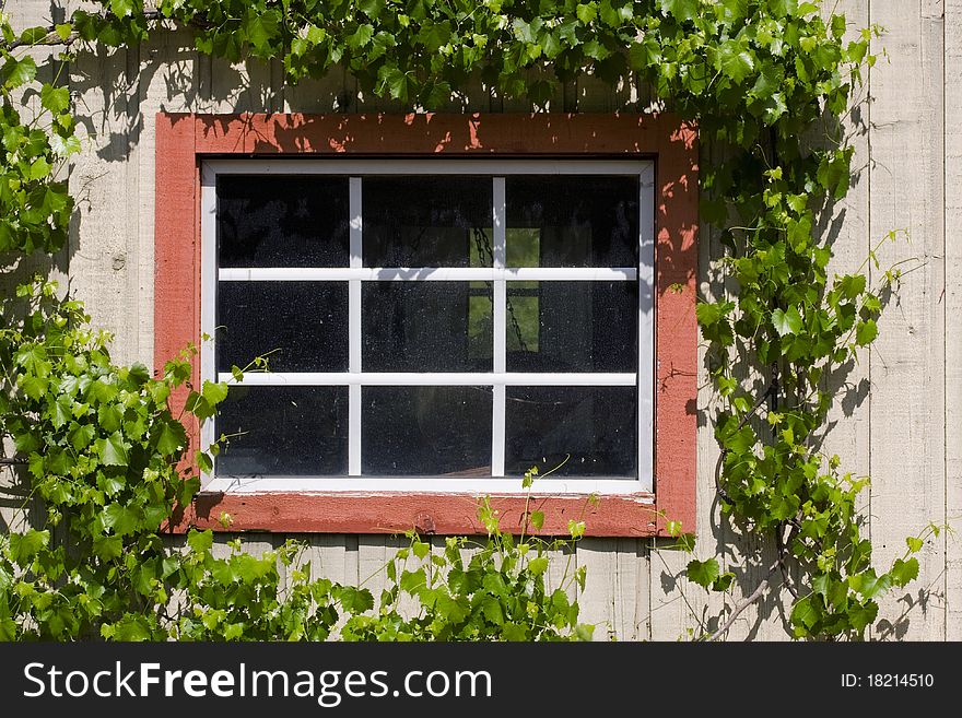 Ivy bordered window to old abandoned home. Ivy bordered window to old abandoned home