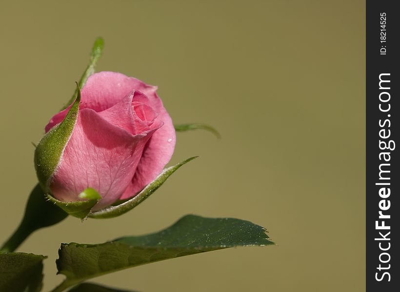 Single Pink Rosebud