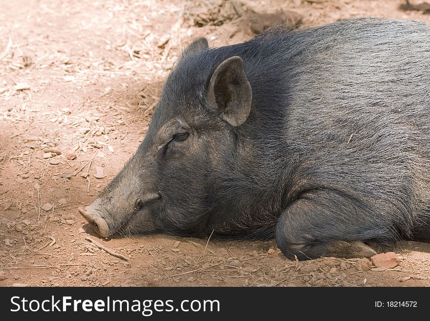 Black pig sleeping on the ground. Black pig sleeping on the ground