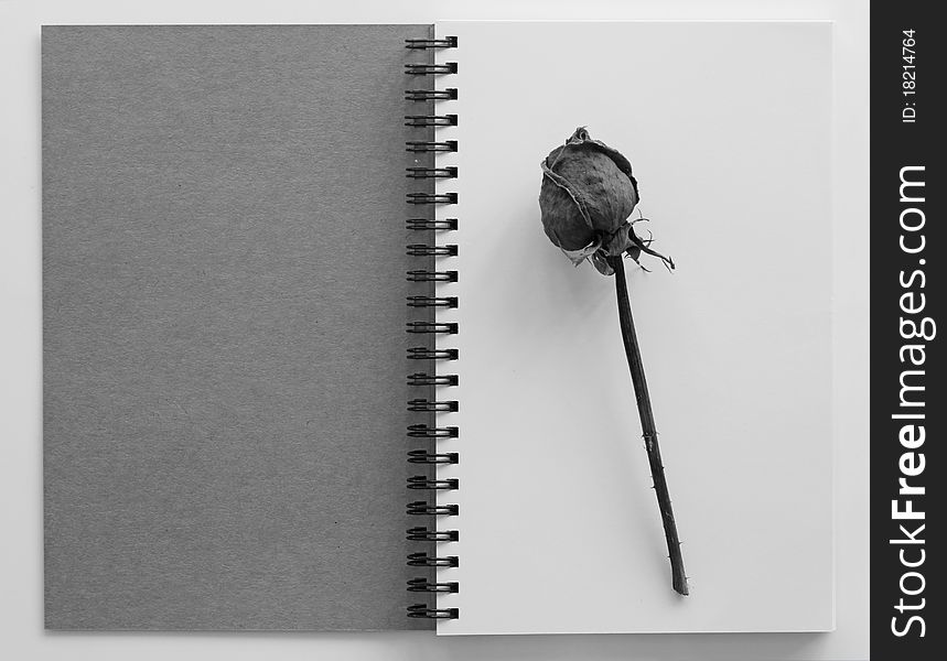 Dried rose on an open  book