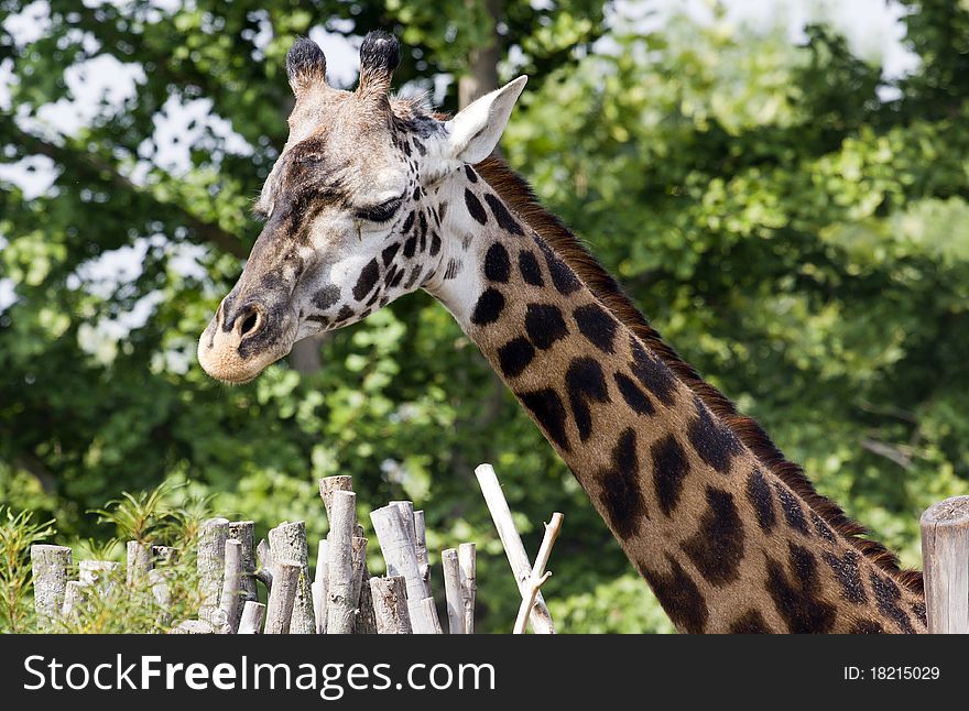 Closeup of a giraffe in a zoo