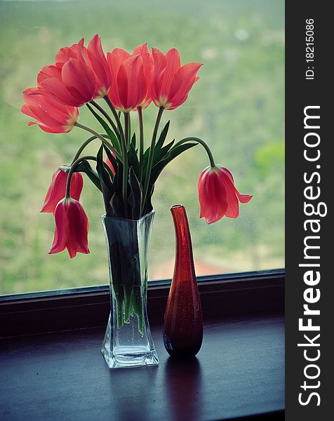 Tulips on the Window on the Green Background