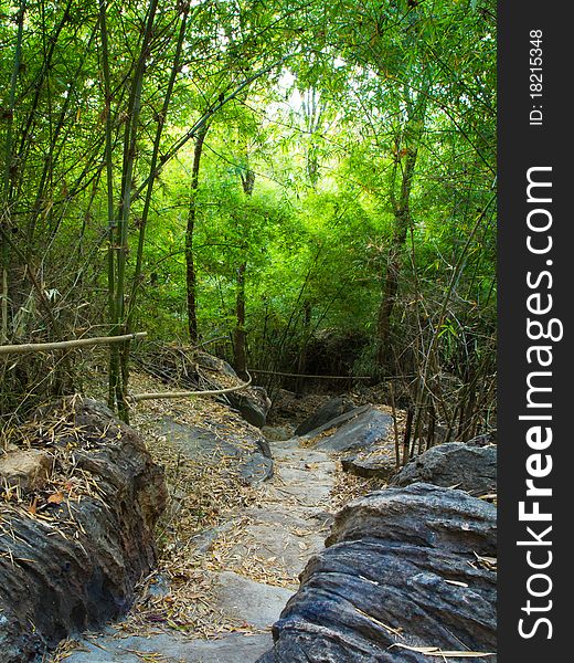 Trail into the natural bamboo forest in Thailand. Trail into the natural bamboo forest in Thailand