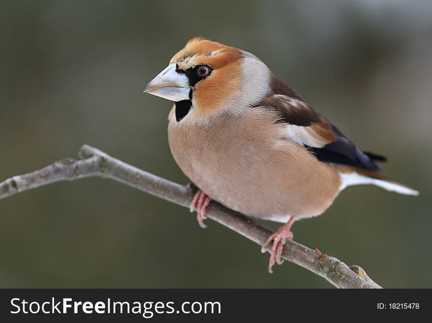 Hawfinch (Coccothraustes Coccothraustes)
