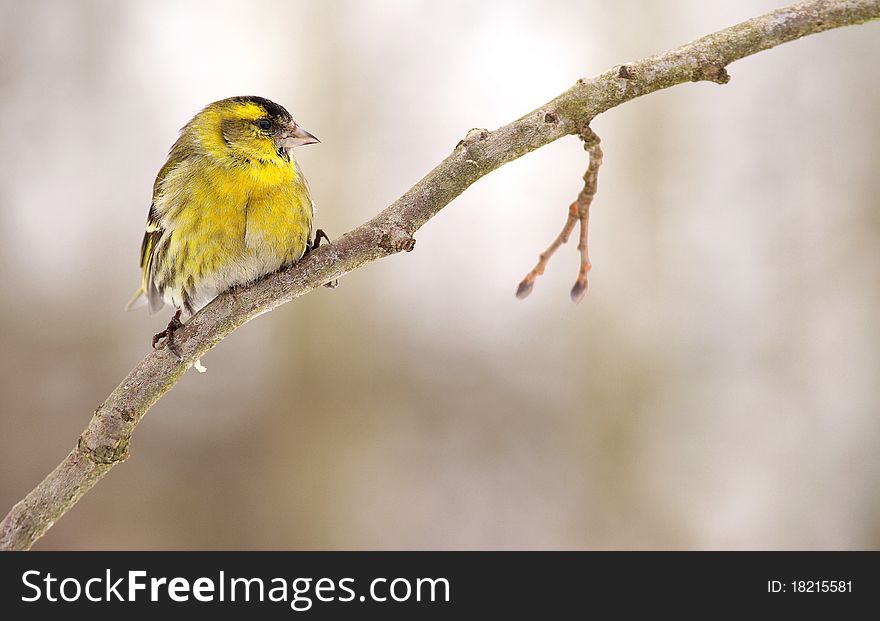 Greenfinch (Carduelis Chloris)