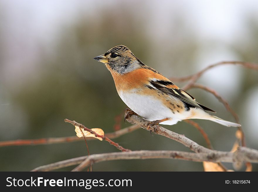 Chaffinch jï¿½kavec from the north, is related to the finch